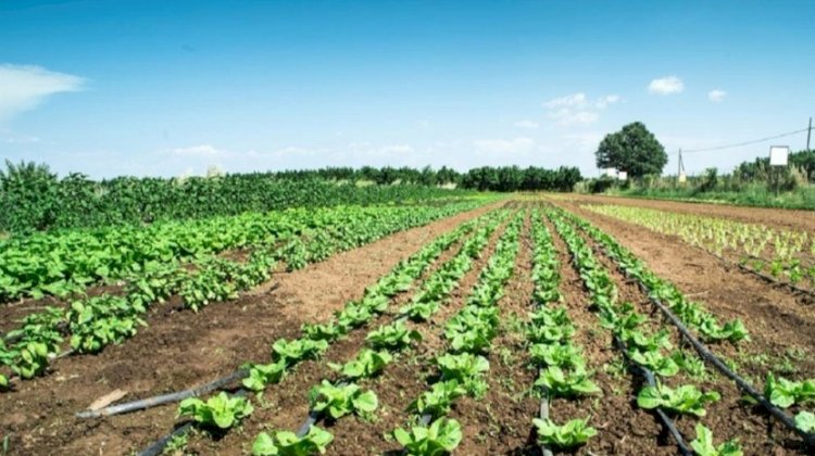 Covid-19: Associação exige “apoio imediato” para evitar falências na agricultura